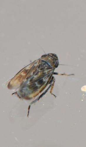 Deltocephalus pulicaris
